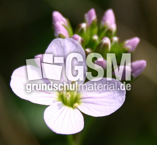 Wiesenschaumkraut-2.jpg